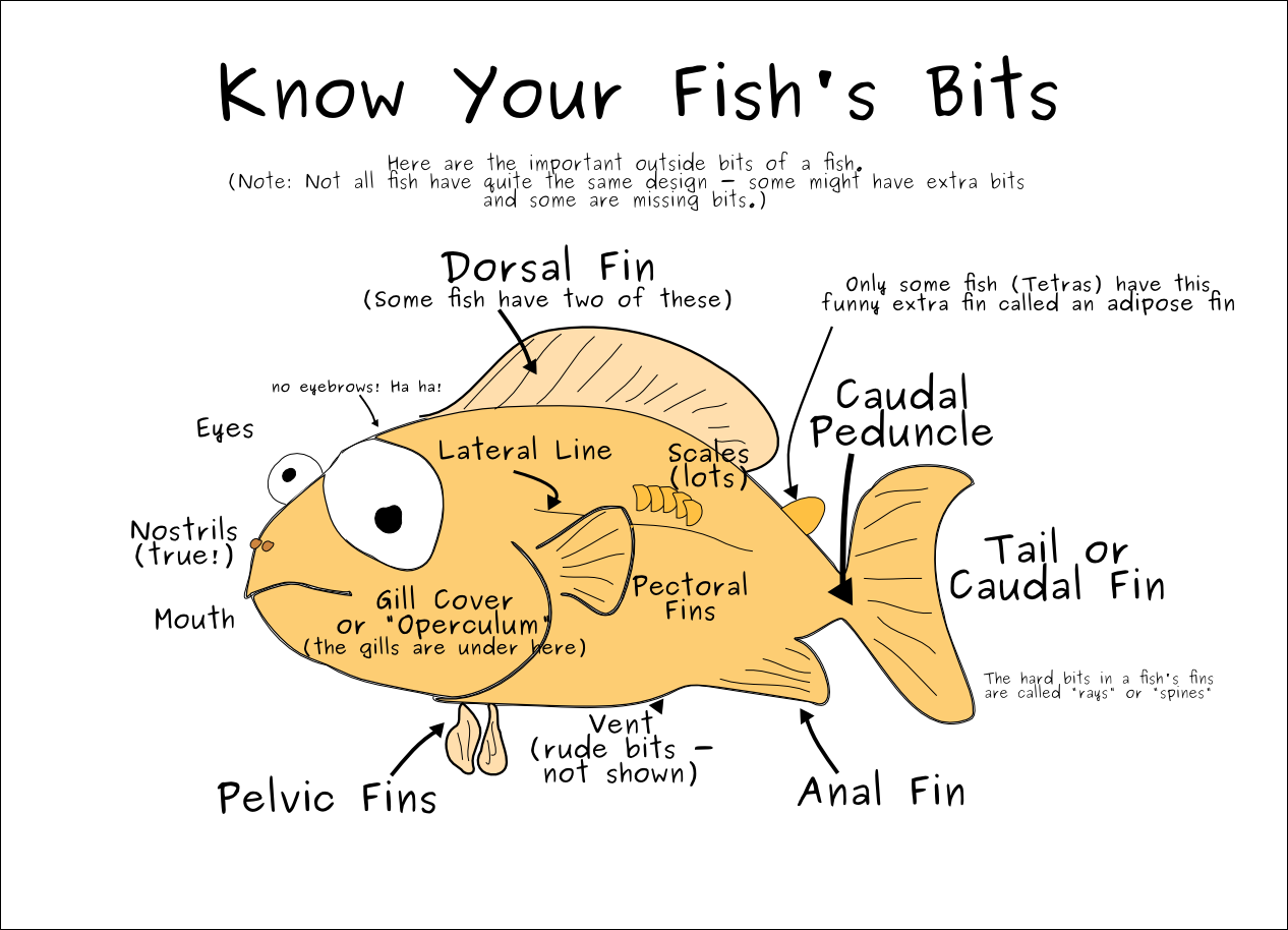 Fish Bits  Canberra & District Aquarium Society